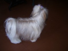 Fotos de perros